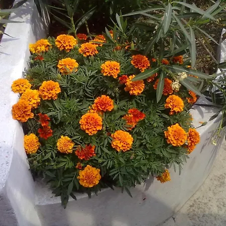 Apartmán Pelion Orama *