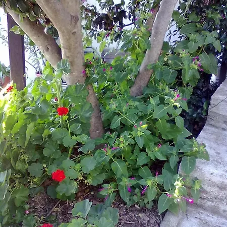 Pelion Orama Apartmán *