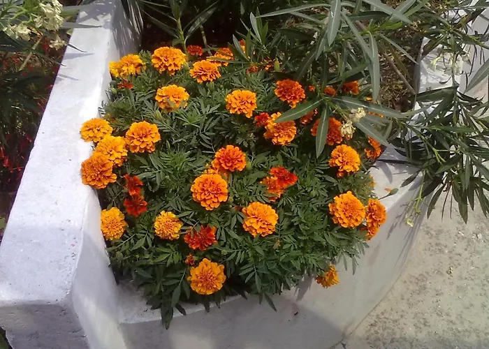 Apartament Pelion Orama *