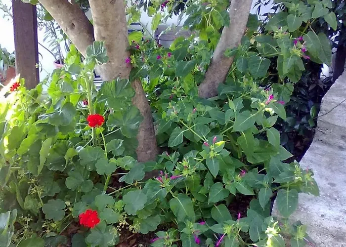 Pelion Orama Apartament *