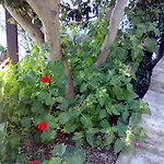 Pelion Orama Apartament *